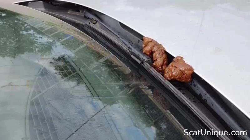 Revealing Urine And Feces On A Vehicle - Versauteschnukkis